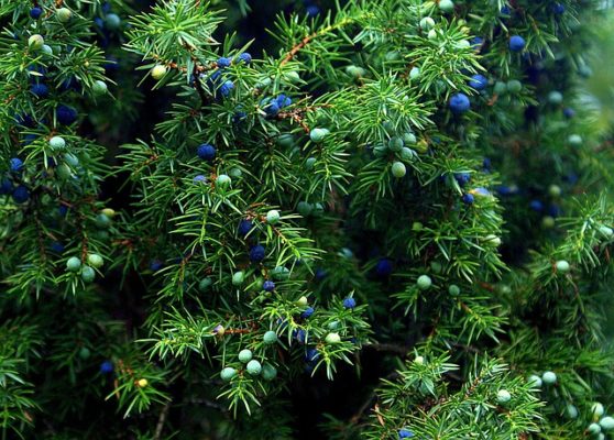 juniper tree