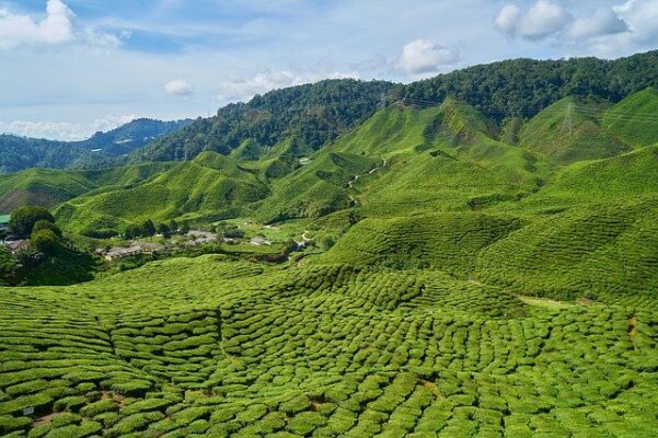 tea farm